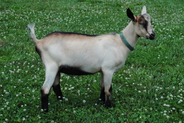 Alpine Goat