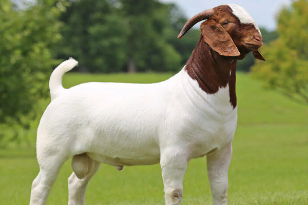 South African Boer Goat Sale | blog.websoft9.com