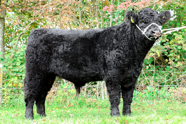 galloway cattle