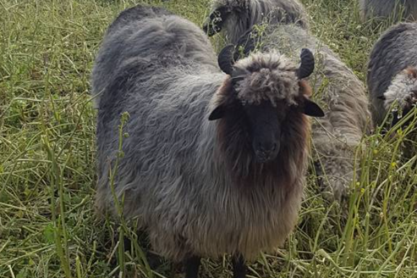 Dubska Pramenka Sheep