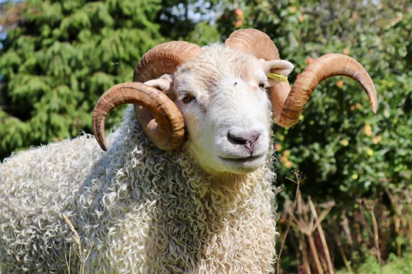 Montadale Sheep