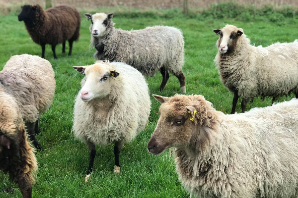 Shetland Sheep