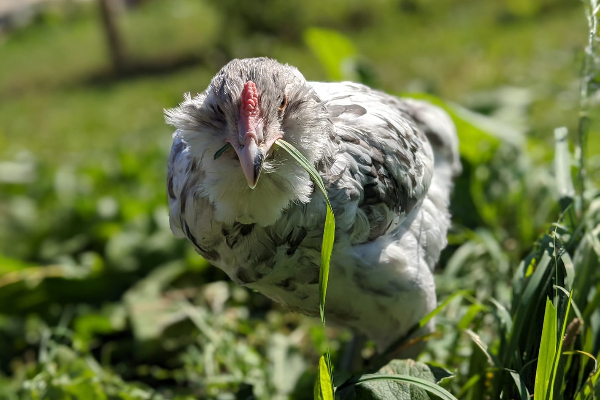 Kanatlılarda Salmonella