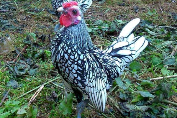 Sebright Chicken