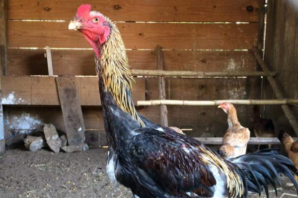 Indio Gigante Tavugu